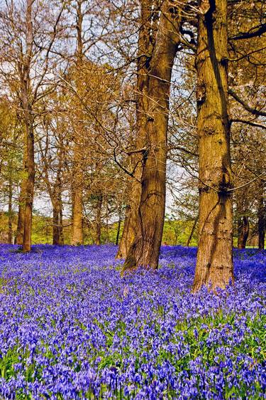 Bluebell Woods Greys Court Oxfordshire UK thumb