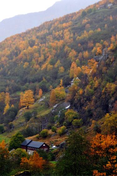 Autumn Trees Flamsdalen Valley Flam Norway thumb