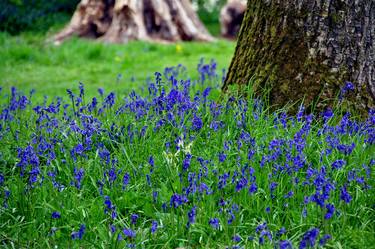 Bluebell Woods Basildon Park Reading UK thumb