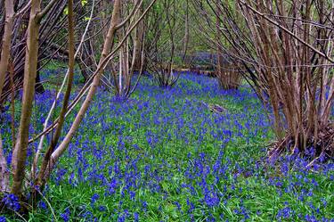 Bluebell Woods Basildon Park Reading UK thumb