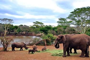 African Elephant White Rhinoceros South Africa thumb