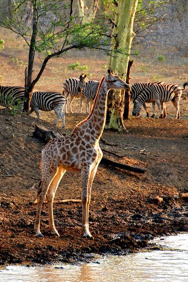 Giraffe Zulu Nyala Game Reserve South Africa thumb