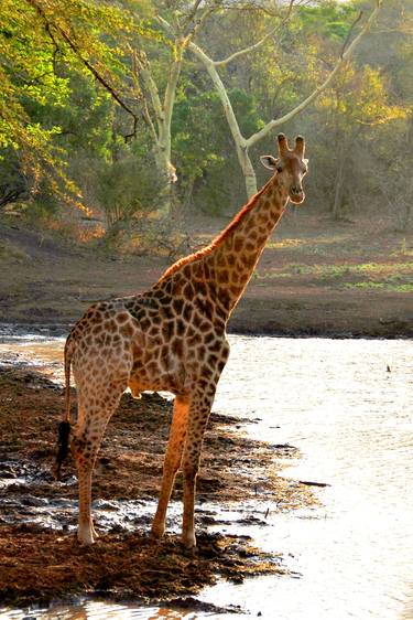 Giraffe Zulu Nyala Game Reserve South Africa thumb