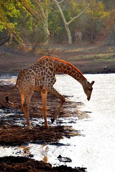 Giraffe Zulu Nyala Game Reserve South Africa thumb