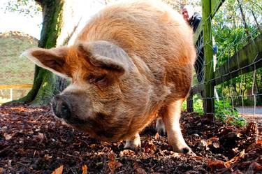 New Zealand Kunekune Pig thumb