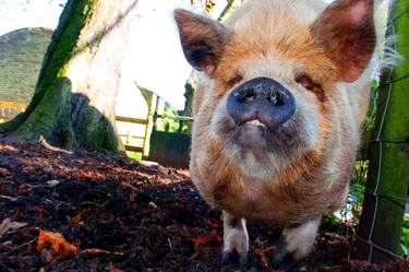 New Zealand Kunekune Pig thumb