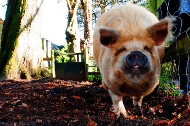 New Zealand Kunekune Pig thumb