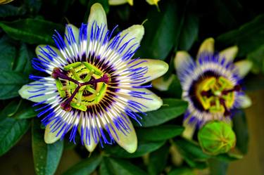 Passion Flower Summer Flowering Plant thumb