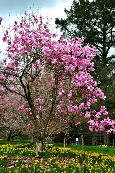 Magnolia Tree Batsford Arboretum Cotswolds UK thumb