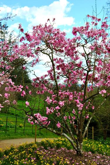 Magnolia Tree Batsford Arboretum Cotswolds UK thumb