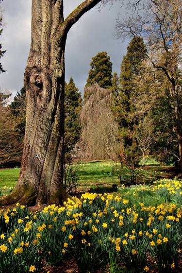 Batsford Arboretum Moreton In Marsh Cotswolds UK thumb