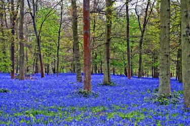 Bluebell Woods Greys Court Oxfordshire England UK thumb