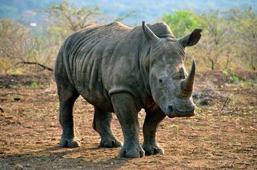 White Rhinoceros Zulu Nyala Game Reserve South Africa thumb