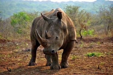 White Rhinoceros Zulu Nyala Game Reserve South Africa thumb