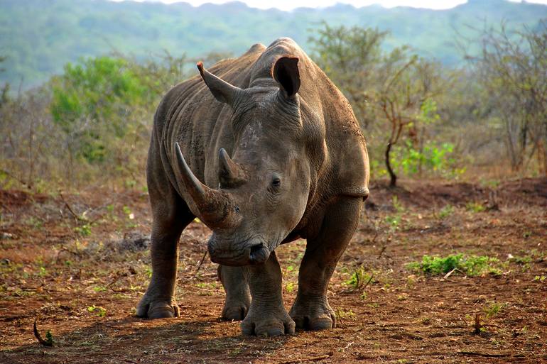 White Rhinoceros Zulu Nyala Game Reserve South Africa Photography by ...