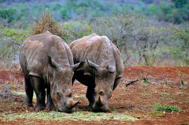 White Rhinoceros Zulu Nyala Game Reserve South Africa thumb