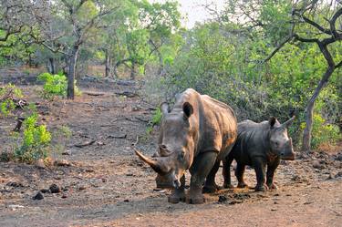 White Rhinoceros Zulu Nyala Game Reserve South Africa thumb