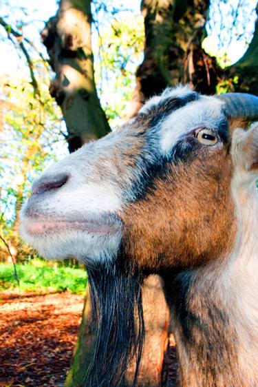 Print of Fine Art Animal Photography by Andy Evans Photos