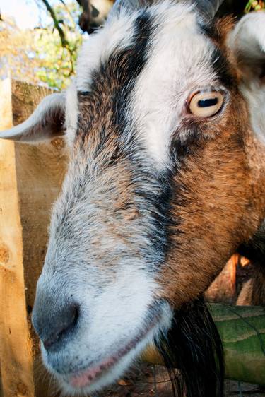 Print of Fine Art Animal Photography by Andy Evans Photos