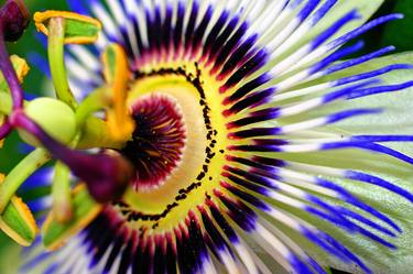 Original Fine Art Floral Photography by Andy Evans Photos