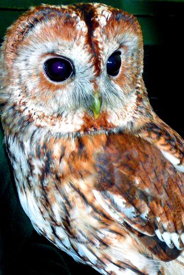 Original Fine Art Animal Photography by Andy Evans Photos