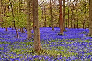 Original Fine Art Floral Photography by Andy Evans Photos