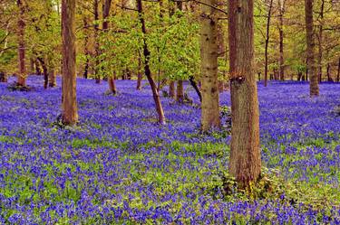 Original Fine Art Floral Photography by Andy Evans Photos