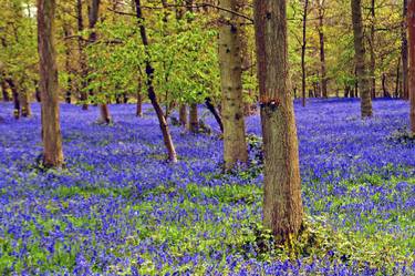 Original Fine Art Floral Photography by Andy Evans Photos