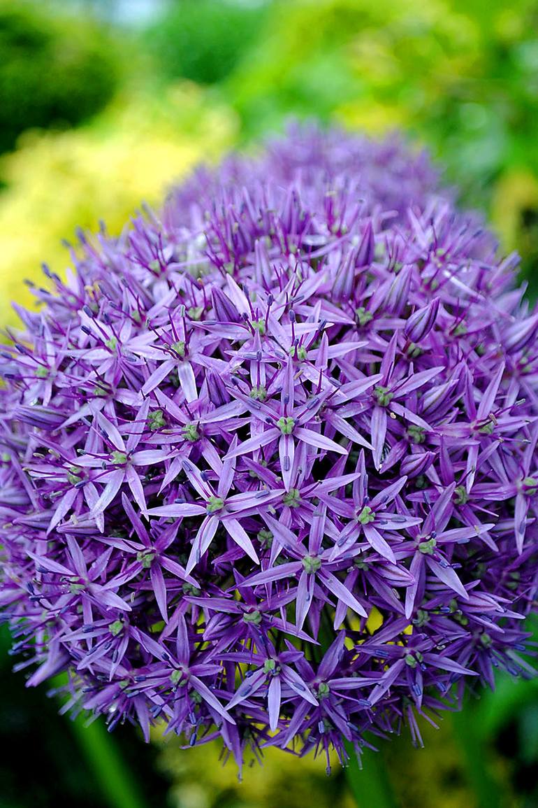 Original Floral Photography by Andy Evans Photos | Contemporary Art on Paper | Allium Hollandicum Purple Summer Flowers