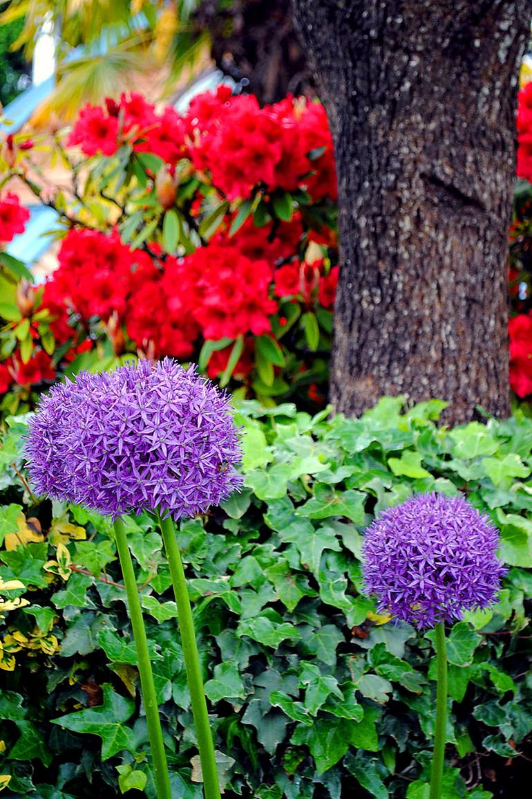 Original Floral Photography by Andy Evans Photos | Contemporary Art on Paper | Allium Hollandicum Purple Summer Flowers