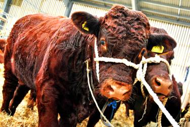 Original Fine Art Cows Photography by Andy Evans Photos