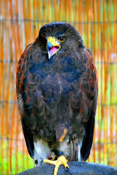 Original Fine Art Animal Photography by Andy Evans Photos