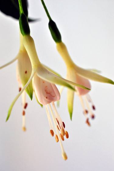 Original Fine Art Floral Photography by Andy Evans Photos