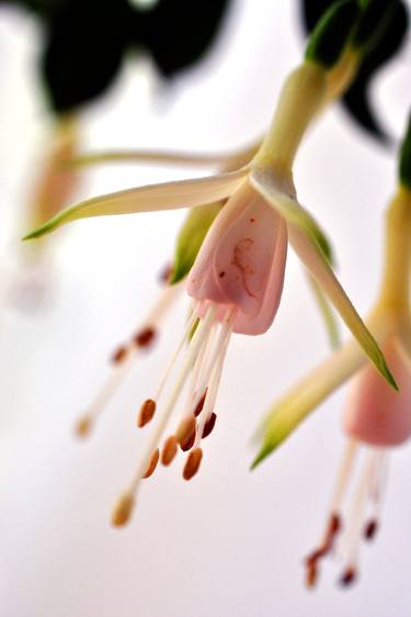 Original Fine Art Floral Photography by Andy Evans Photos
