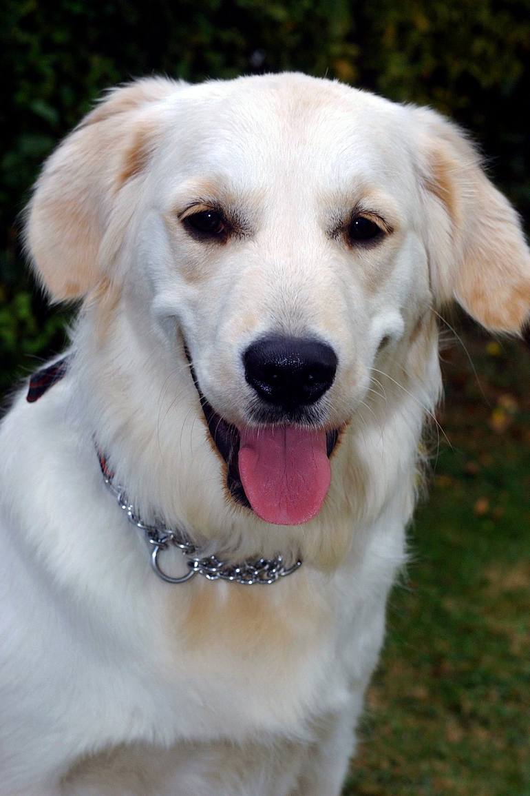 Golden Retriever Dog Portrait Photography by Andy Evans Photos