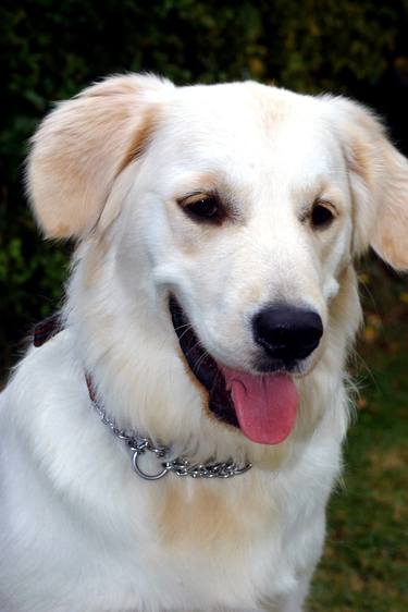Original Fine Art Dogs Photography by Andy Evans Photos