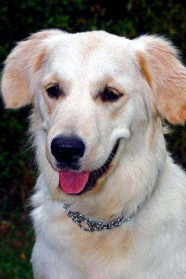 Original Fine Art Dogs Photography by Andy Evans Photos