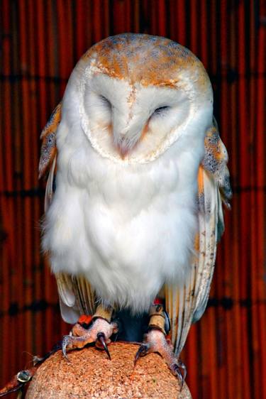 Original Fine Art Animal Photography by Andy Evans Photos