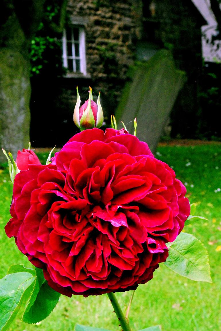Original Floral Photography by Andy Evans Photos | Contemporary Art on Paper | Purple Red Rose Summer Flowers Flowering Plant