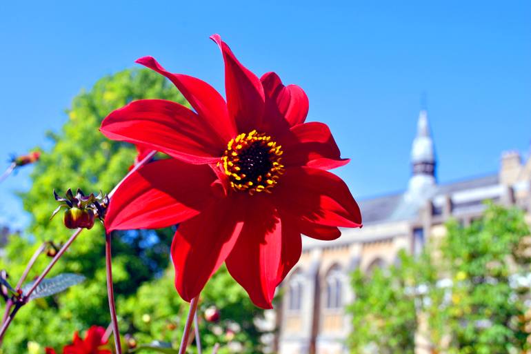 Original Floral Photography by Andy Evans Photos | Contemporary Art on Paper | Red Dahila Summer Flowering Plant