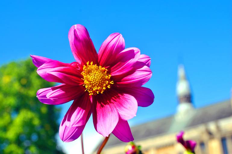 Original Floral Photography by Andy Evans Photos | Contemporary Art on Paper | Purple Pink Dahila Summer Flowering Plant