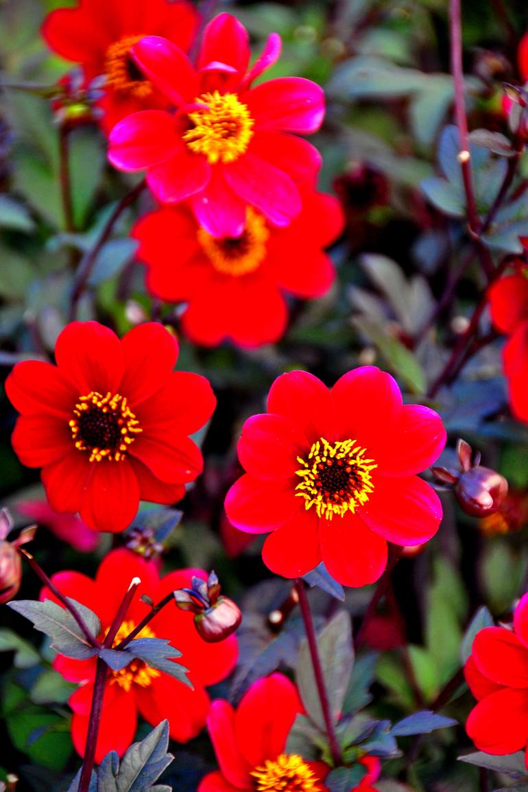 Original Floral Photography by Andy Evans Photos | Contemporary Art on Paper | Red Dahlia Summer Flowers Flowering Plant
