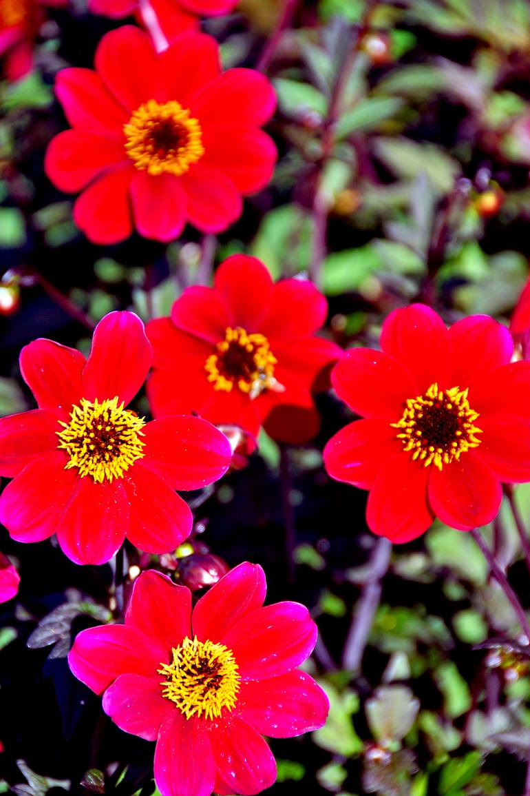 Original Floral Photography by Andy Evans Photos | Contemporary Art on Paper | Red Dahlia Summer Flowers Flowering Plant