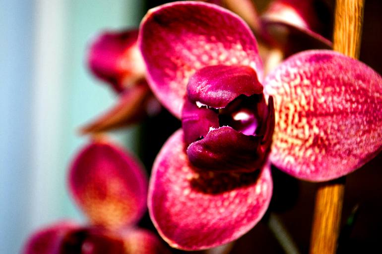 Original Floral Photography by Andy Evans Photos | Contemporary Art on Acrylic | Red Purple Orchid Flower Tropical Flowering Plants