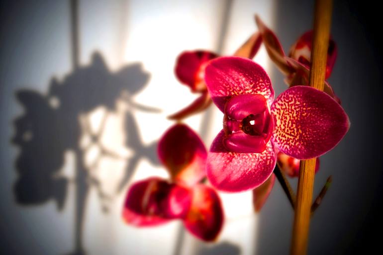 Original Floral Photography by Andy Evans Photos | Contemporary Art on Acrylic | Red Purple Orchid Flower Tropical Flowering Plants