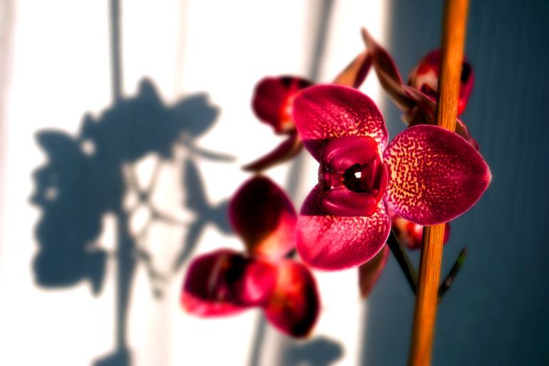 Original Floral Photography by Andy Evans Photos | Contemporary Art on Acrylic | Red Purple Orchid Flower Tropical Flowering Plants