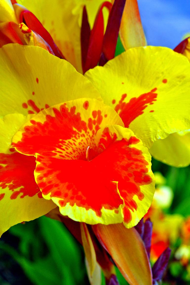 Original Floral Photography by Andy Evans Photos | Contemporary Art on Paper | Yellow And Red Madeira Iris Summer Flower