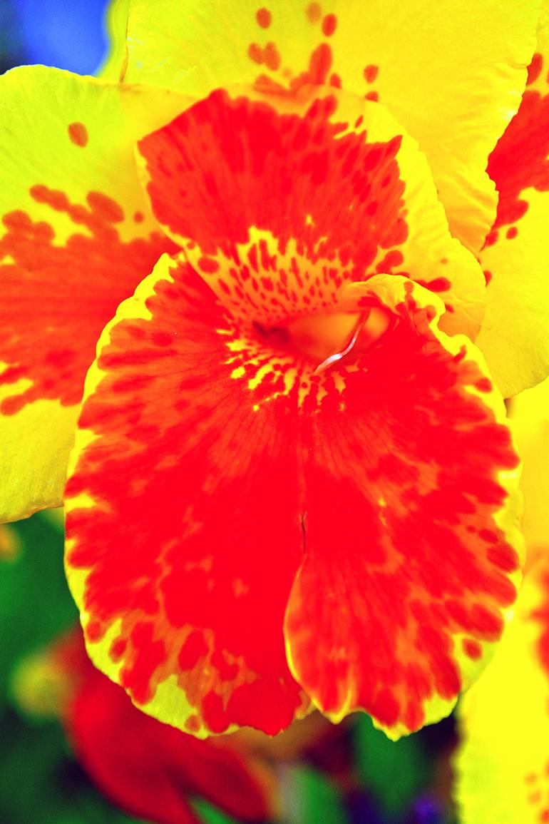 Original Floral Photography by Andy Evans Photos | Contemporary Art on Paper | Yellow And Red Madeira Iris Summer Flower