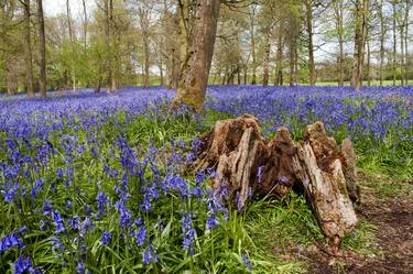 Bluebell Woods Greys Court Oxfordshire thumb