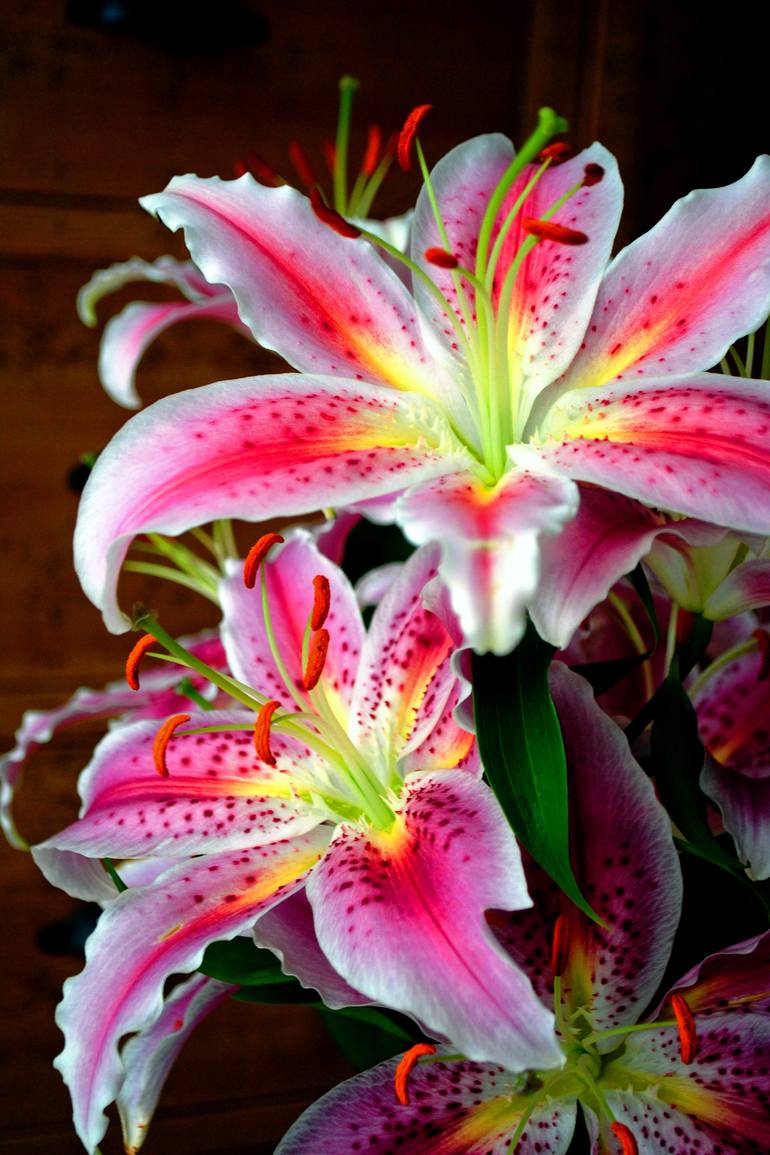Original Floral Photography by Andy Evans Photos | Contemporary Art on Paper | Pink Lily Lilium Herbaceous Fower